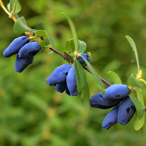 haskap berries on the bush