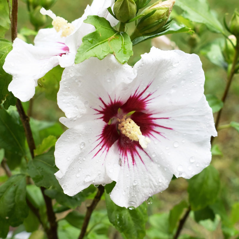 Hibiscus Red Heart - white flower with red-purple eye