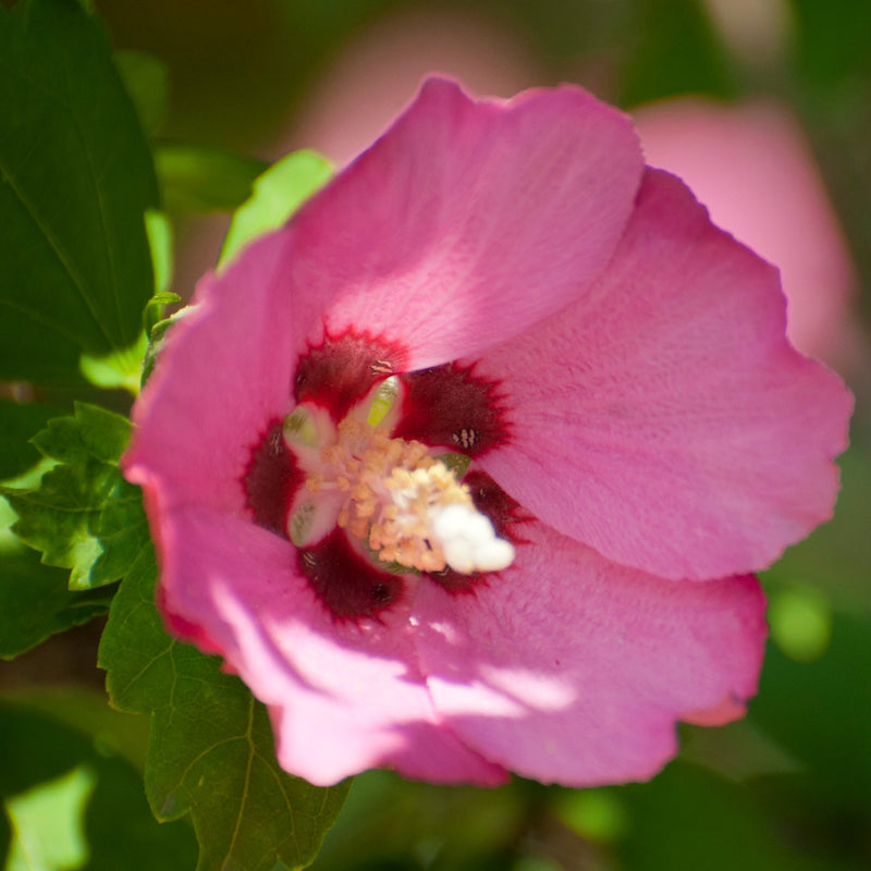 Hibiscus Woodbridge - pink flowers with red eye