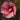 Hibiscus Fleming Small Wonders