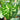 Variegated leaves Alocasia/Caladium Hilo Beauty