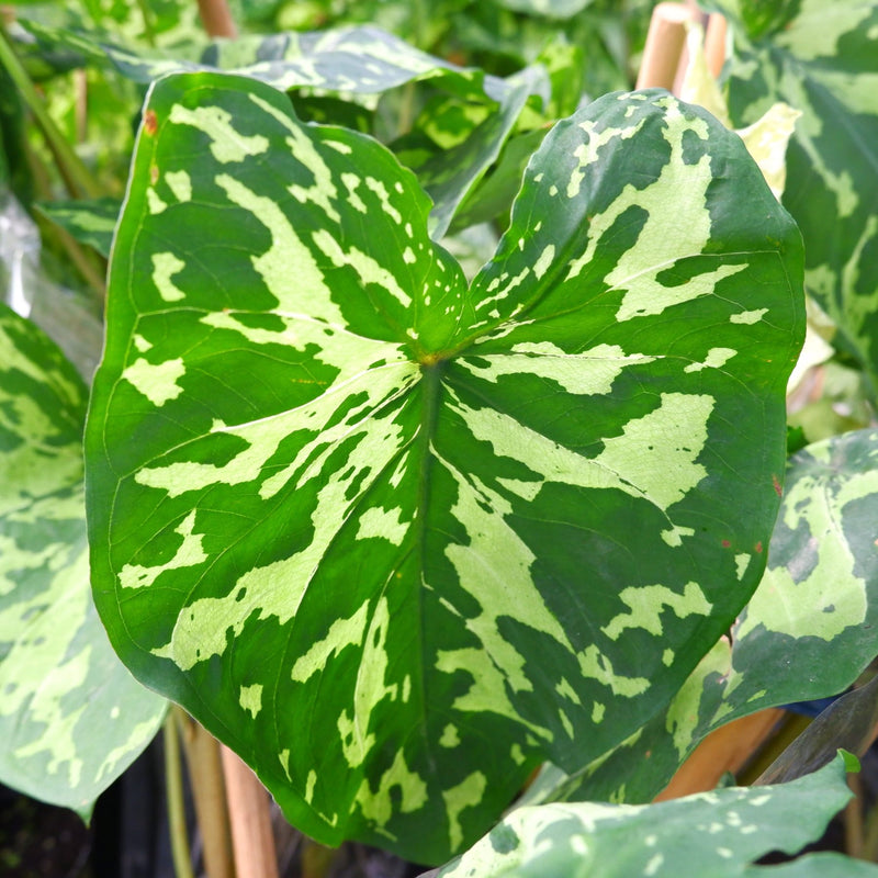 Variegated leaves Alocasia/Caladium Hilo Beauty