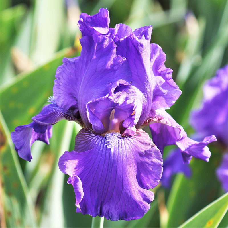 Purple Reblooming Bearded Iris His Royal Highness