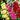 Multicolored Hollyhock Chater's Double Flowering Blooms