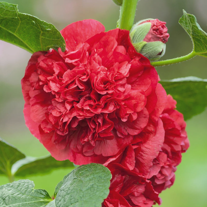 Bold Red Double Flowering Hollyhock