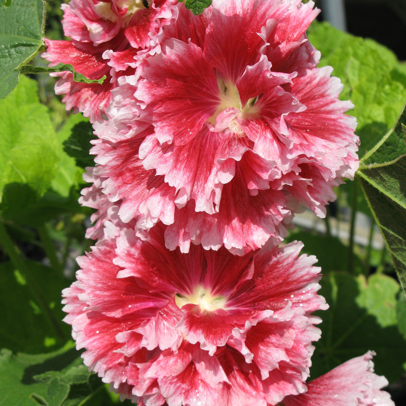 Double Pink and White Fiesta Time Hollyhock