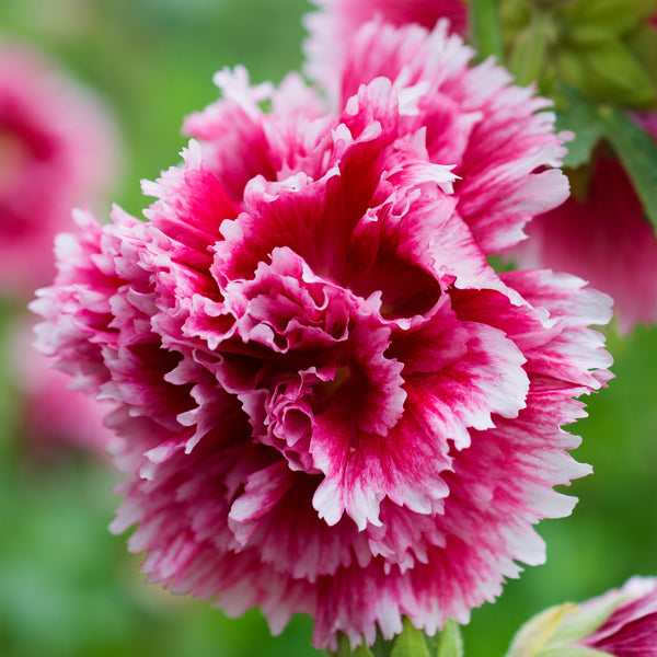 Hollyhock_Fiesta_Time.
