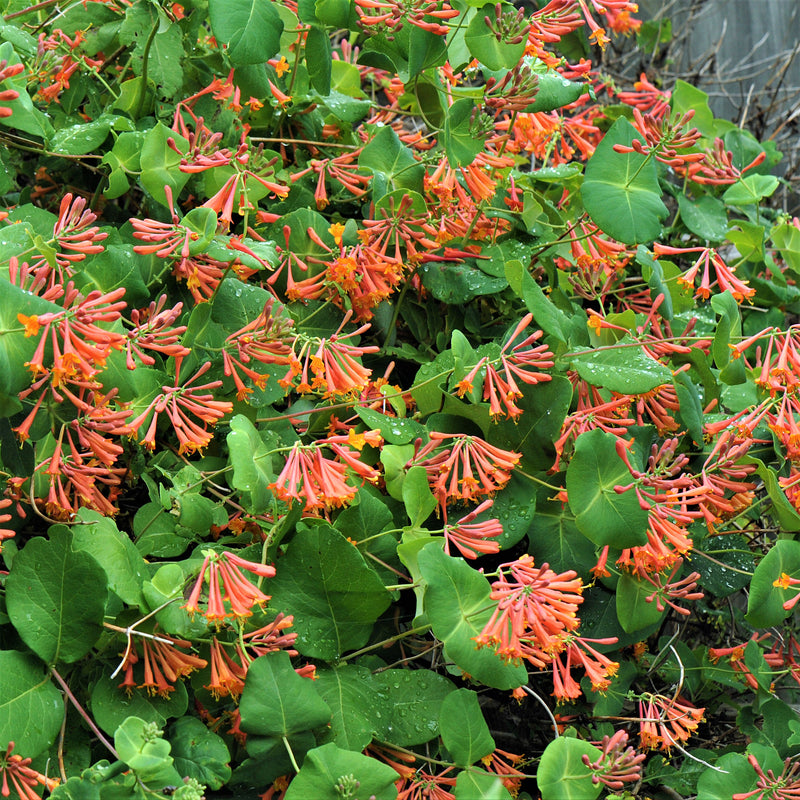 An Abundance of Dropmore Scarlet Honeysuckle Blooms