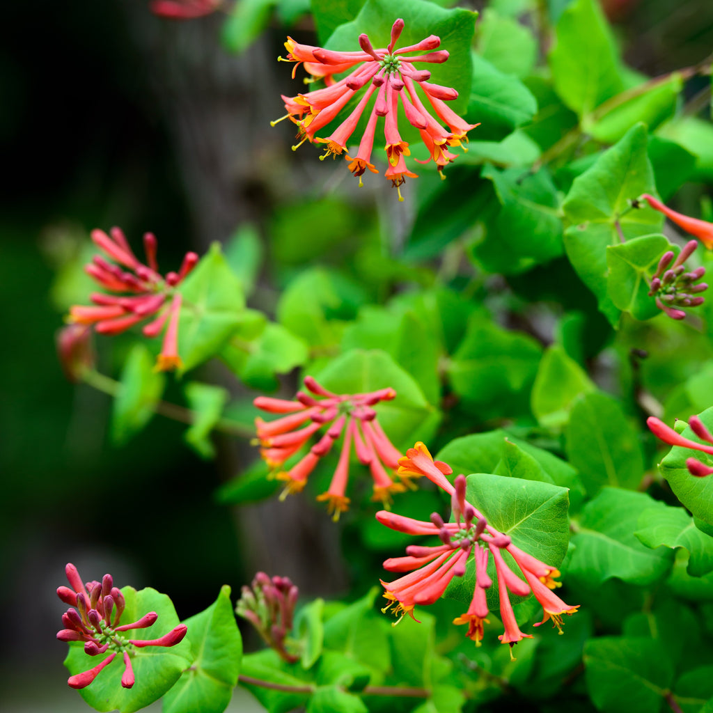 Modish dække over Margaret Mitchell Honeysuckle Starter Plants for Sale Online | Dropmore Scarlet – Easy To  Grow Bulbs