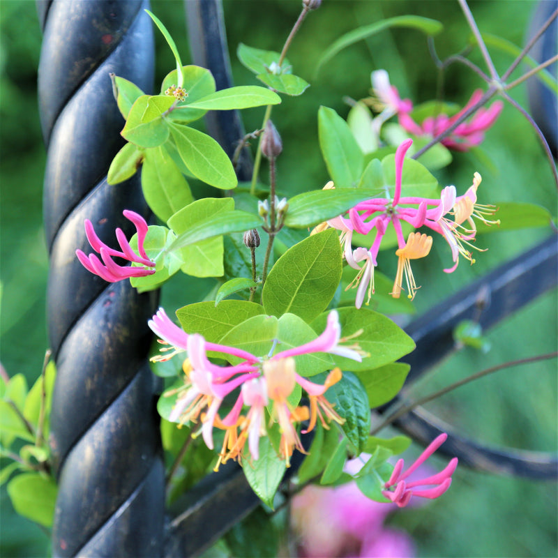 Pink and Yellow Blooms of the Gold Flame Honeysuckle