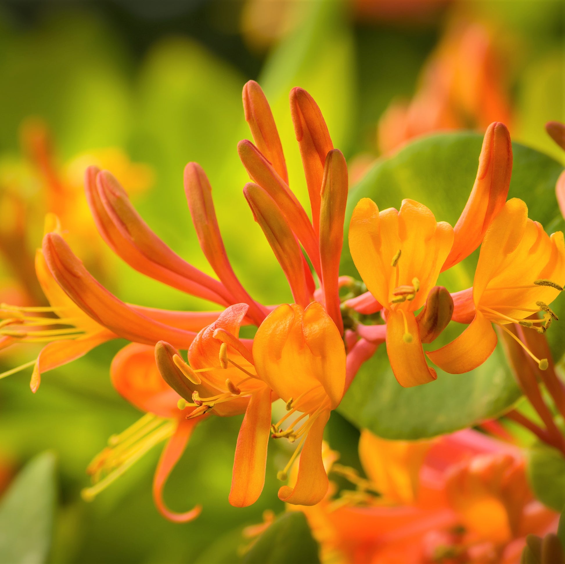 honeysuckle potted plant Honeysuckle