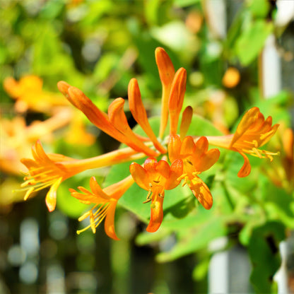 honeysuckle potted plant Honeysuckle Mandarin Vine Potted Plants – Easy To Grow Bulbs