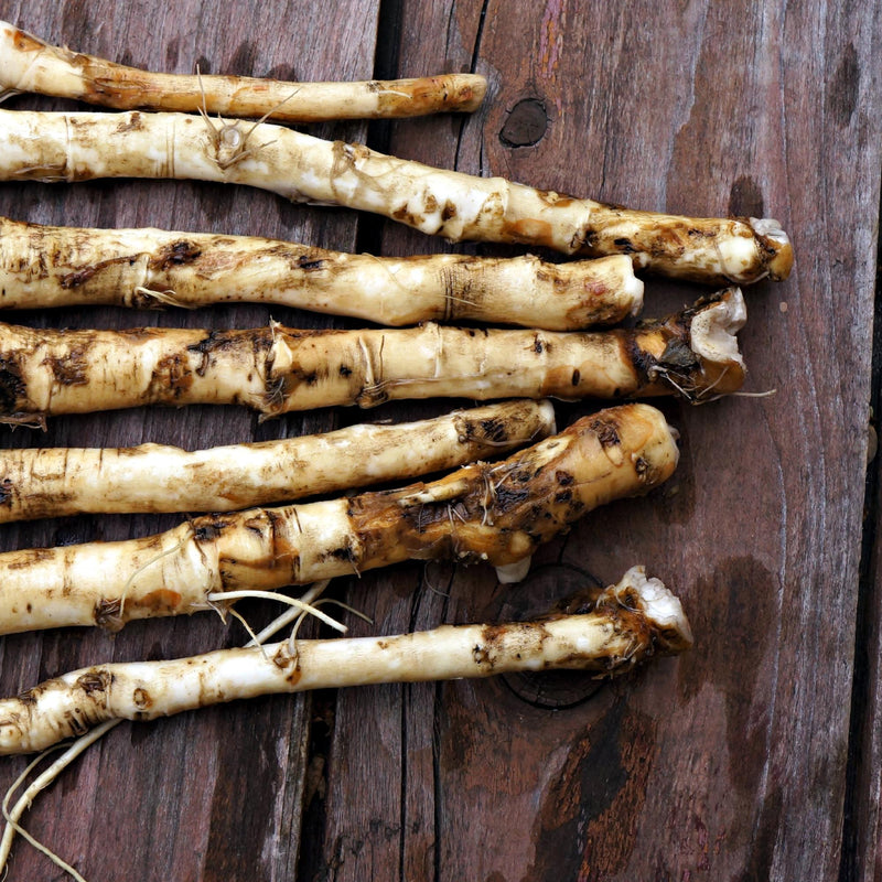horseradish roots
