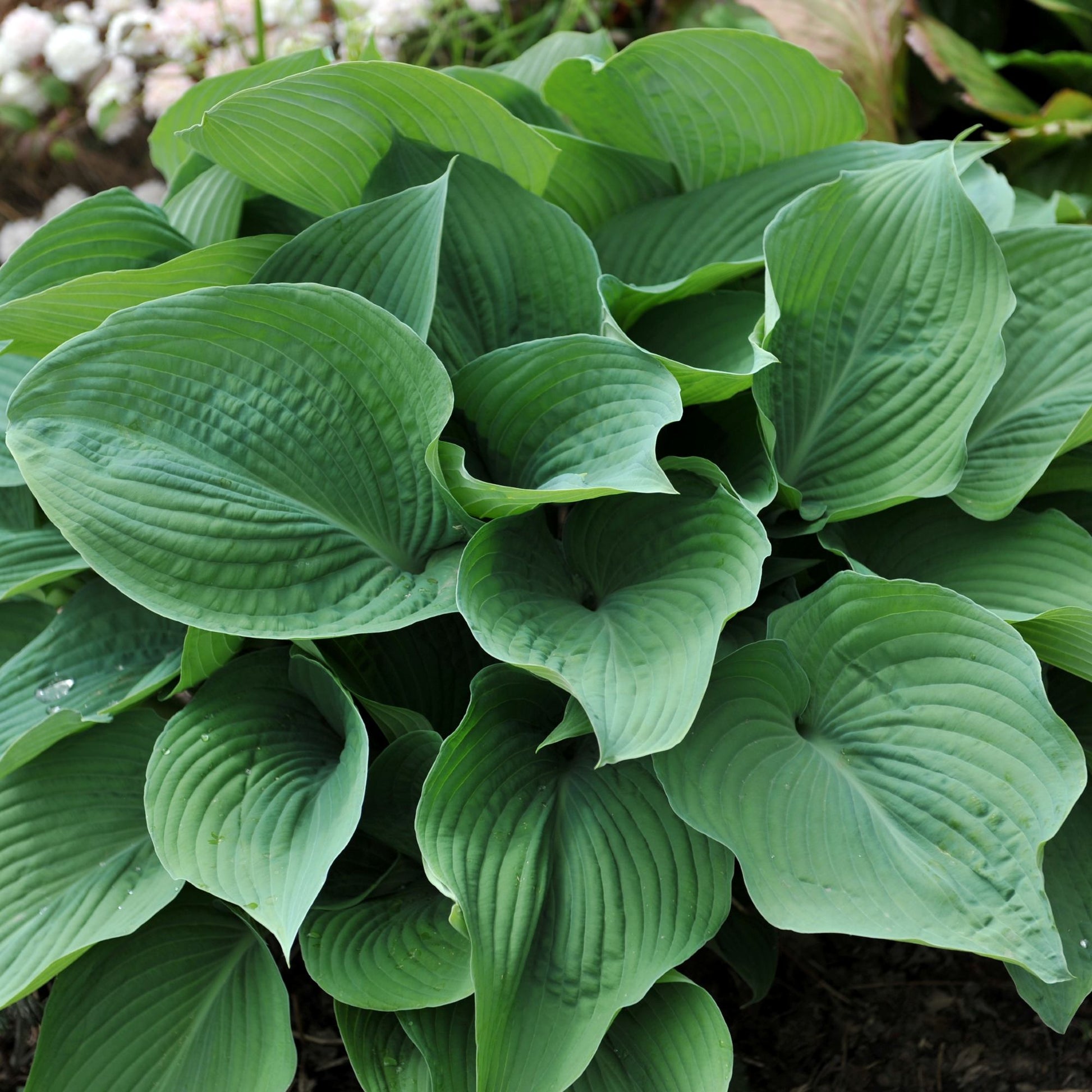 image.title Hostas Plant