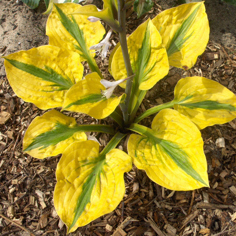 bright yellow wide margins of Hosta Glad Rags