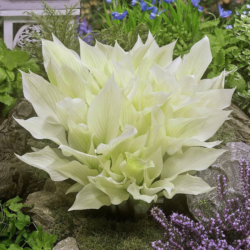 Gorgeous Hosta White Feather - White to Light Green Foliage