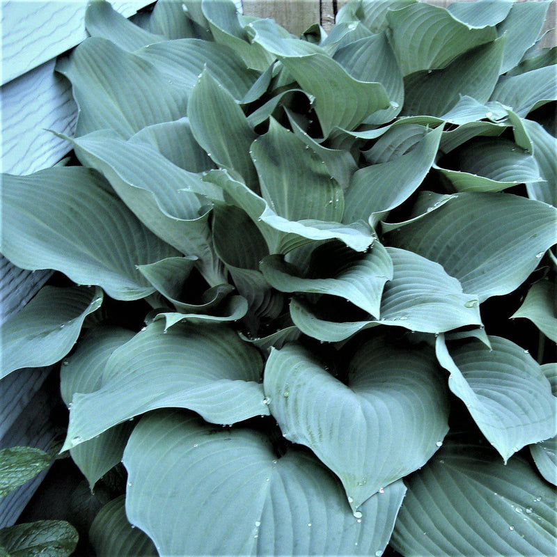 Blue hosta plant