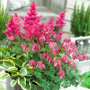 Astilbe, hosta, dicentra pink collection