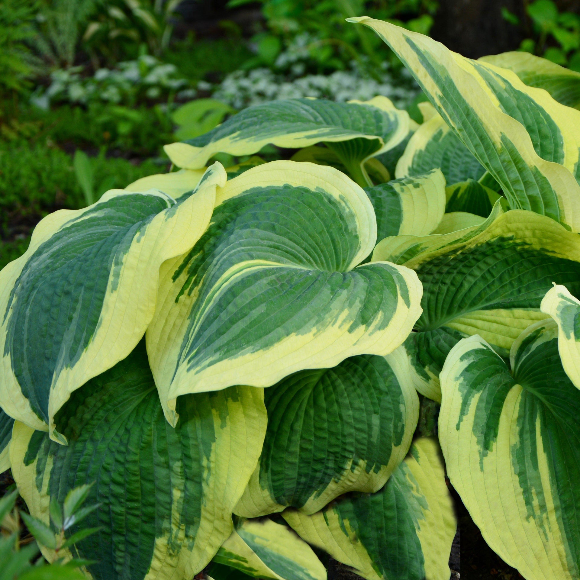hosta indoor plant Hosta