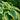 variegated hosta leaves