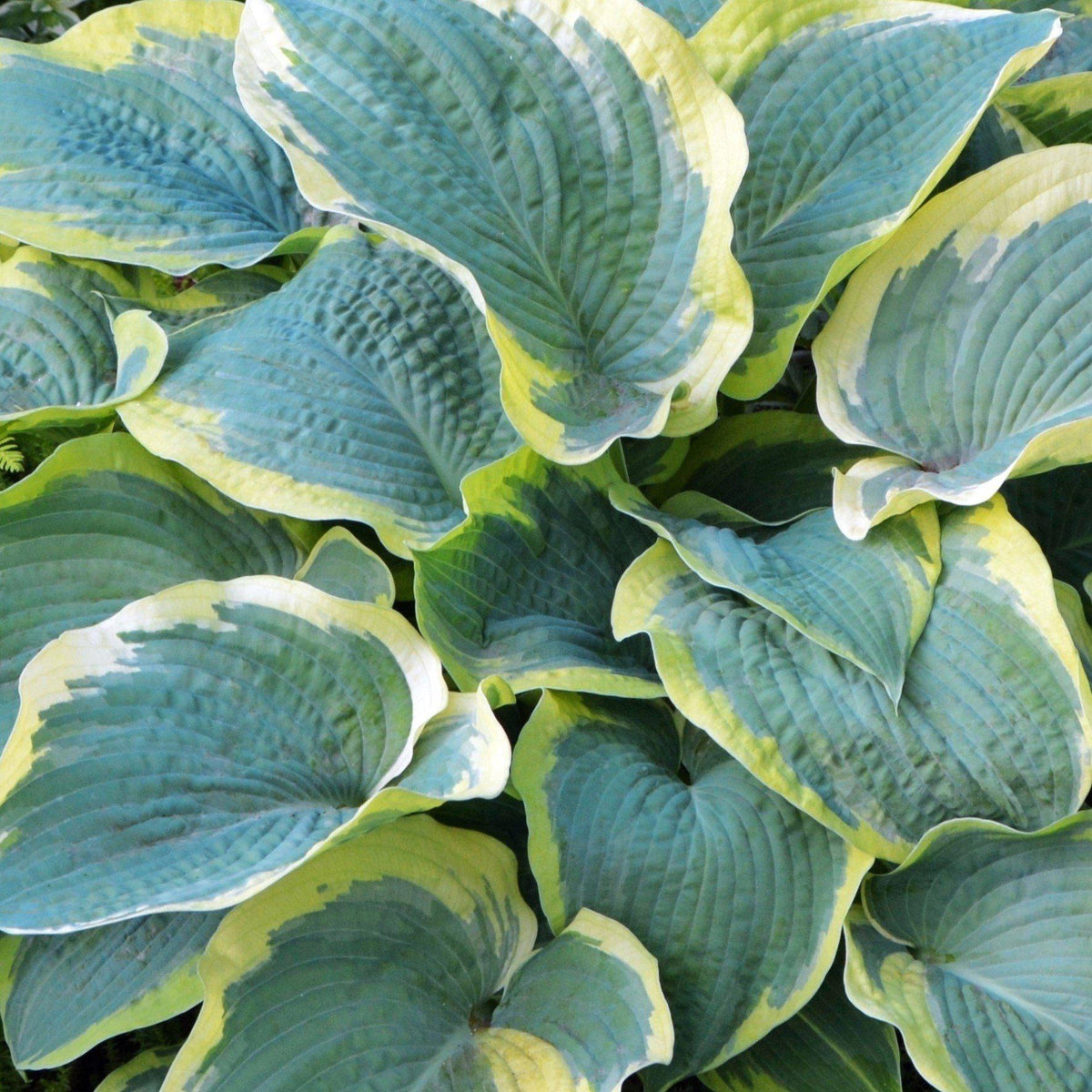 Popular Large Hosta Plants For Sale Online | Frances Williams – Easy To