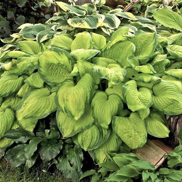 Bright Green Hosta Plants For Sale Guacamole (fragrant) Easy To