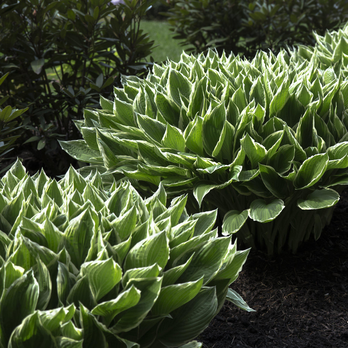 Award-Winning Hosta Plants For Sale Online | Patriot – Easy To Grow Bulbs