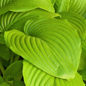 Chartreuse Hosta Sum and Substance