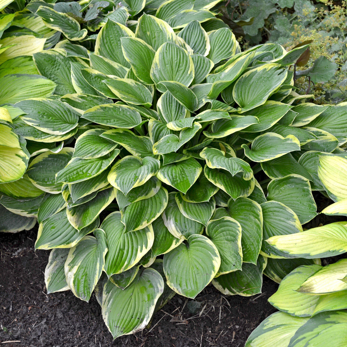 Heart-Shaped Hosta Plants For Sale Online | Wide Brim – Easy To Grow Bulbs