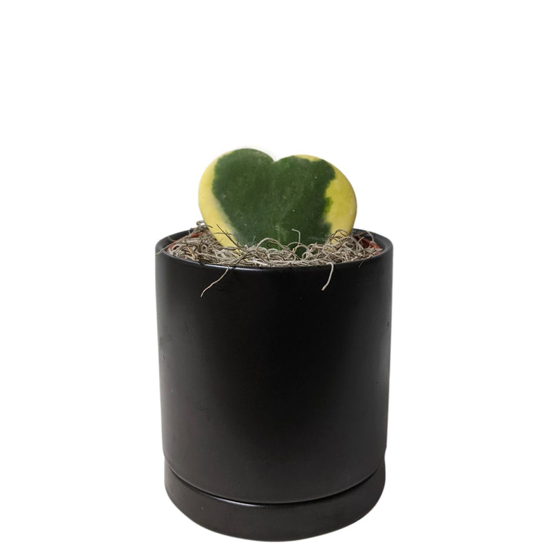 hoya heart houseplant in a black pot