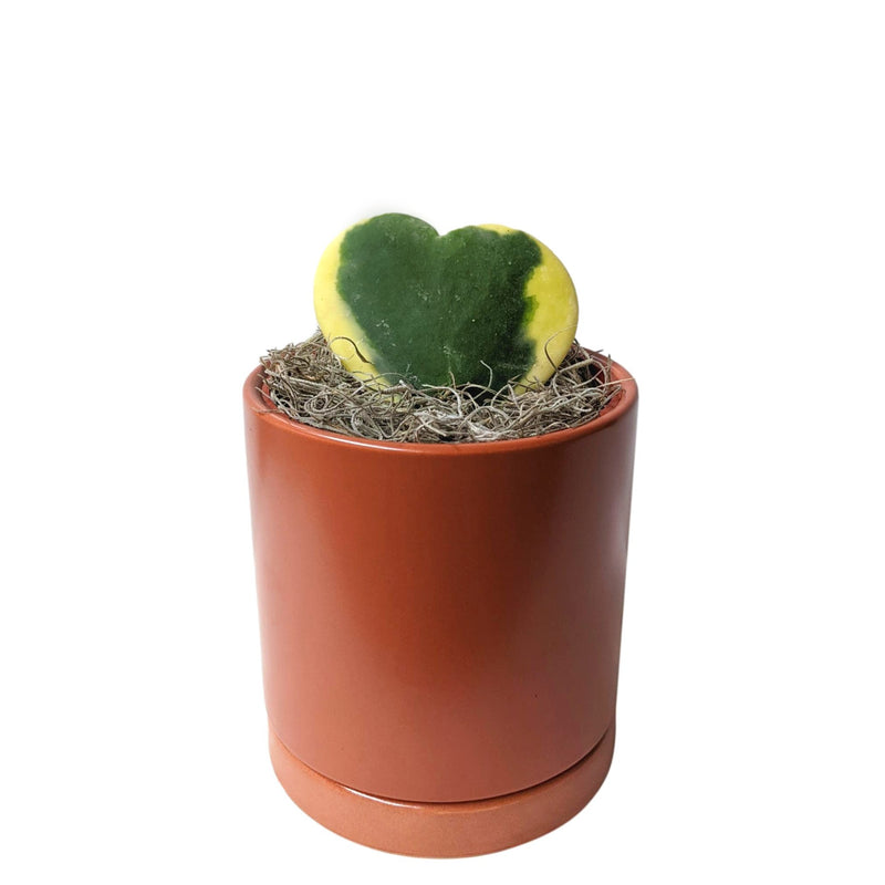 hoya heart houseplant in a terracotta pot