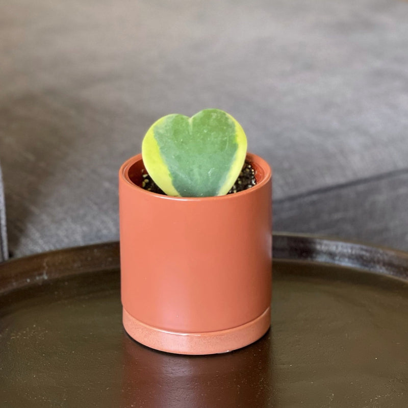 hoya sweetheart houseplant in a terracotta pot