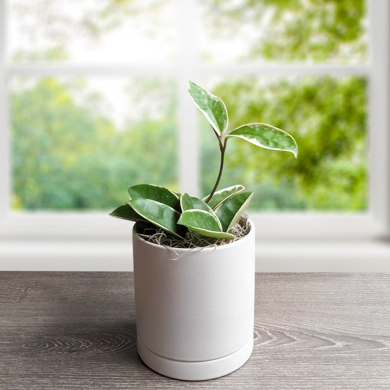 Hoya Albomarginata houseplant in a white ceramic pot