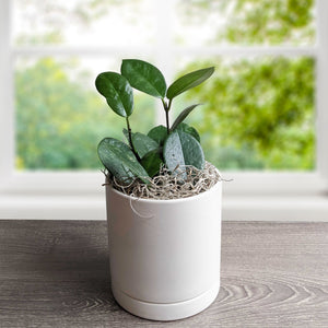 Hoya Green houseplant in a white ceramic pot