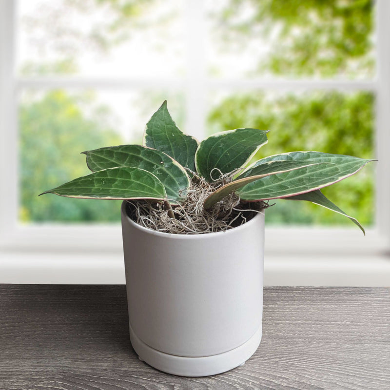Hoya latifolia Albomarginata Houseplant in a white ceramic pot