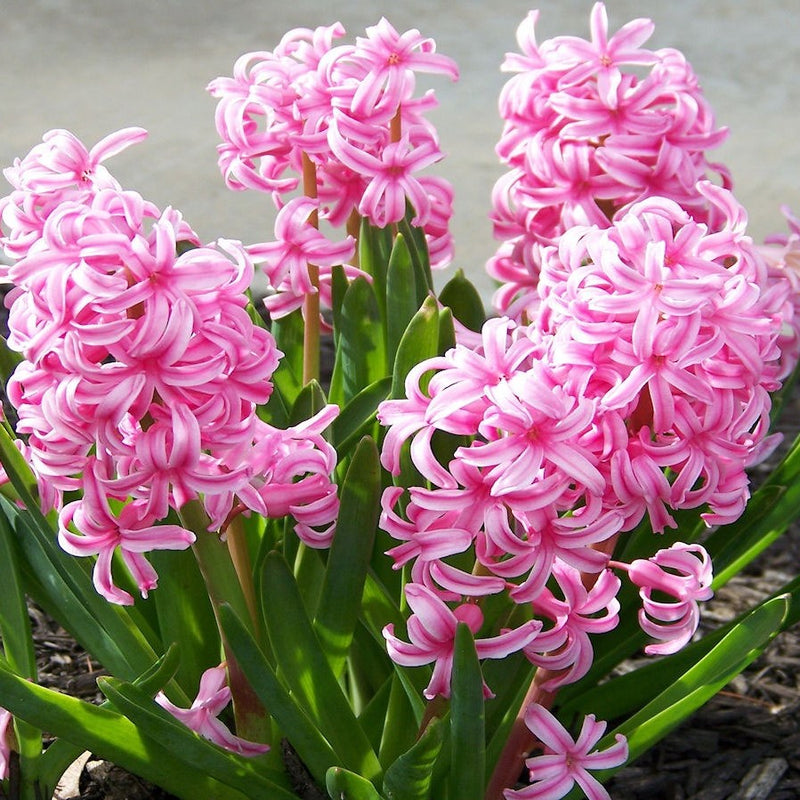 Hyacinth Fondant Flowers