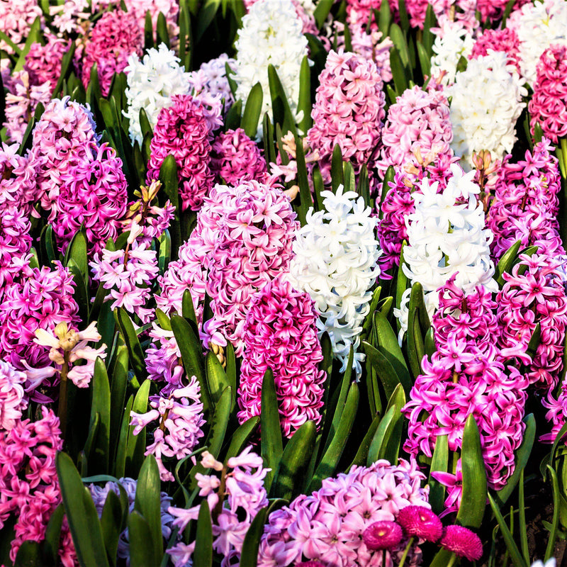 Pink and white hyacinth mix
