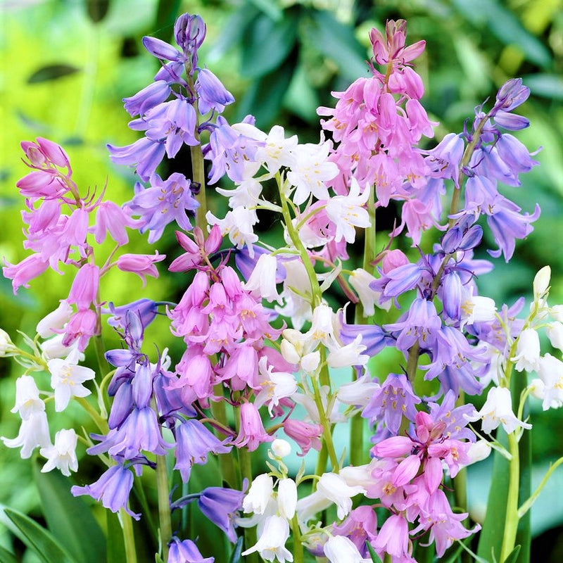 blue, pink and white bluebells mix