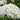 Hydrangea Annabelle - large white flower heads on strong stems