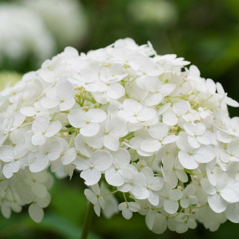 Hydrangea Annabelle - large white flower heads on strong stems