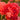 Multiple Rose Ranunculus Flowers