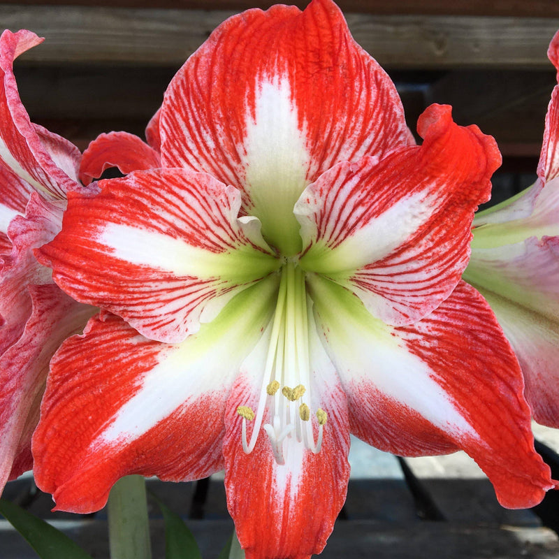 blooming red and white amaryllis