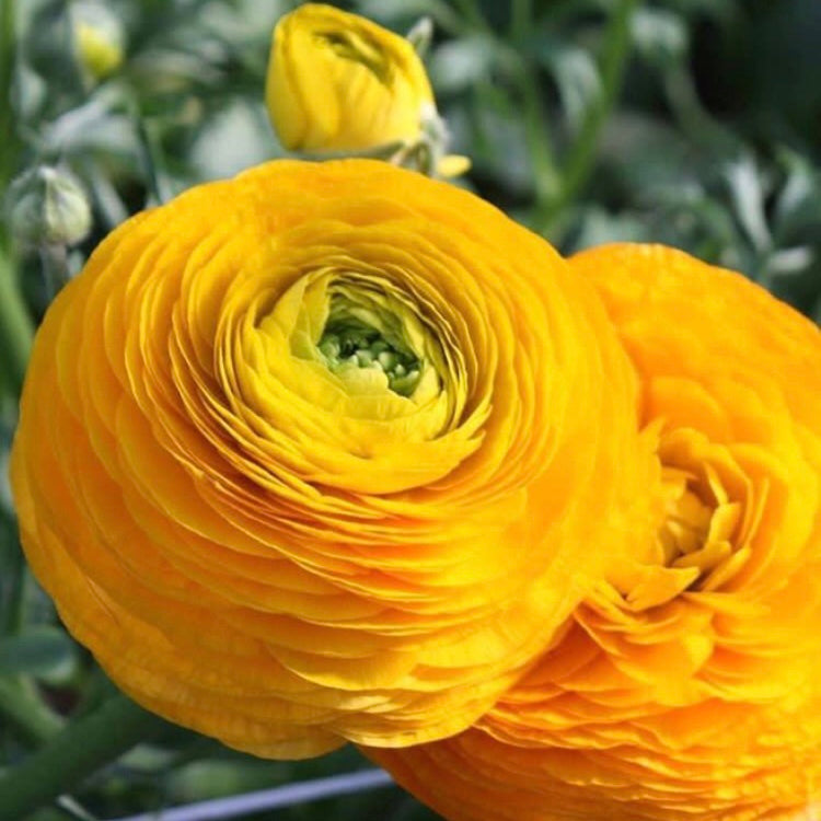 Golden Yellow Italian Ranunculus Elegance Giallo