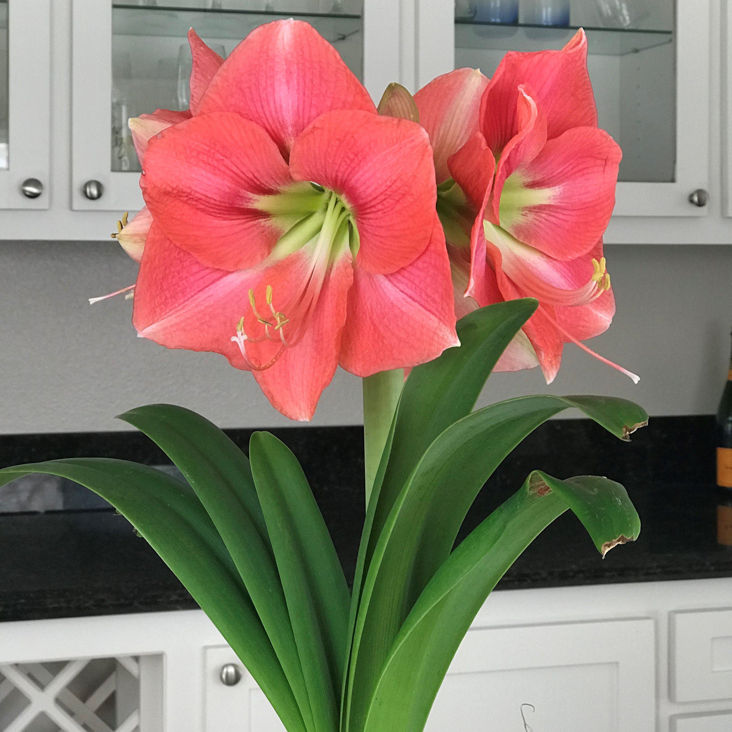 Amaryllis - Vera - Thumbnail 3