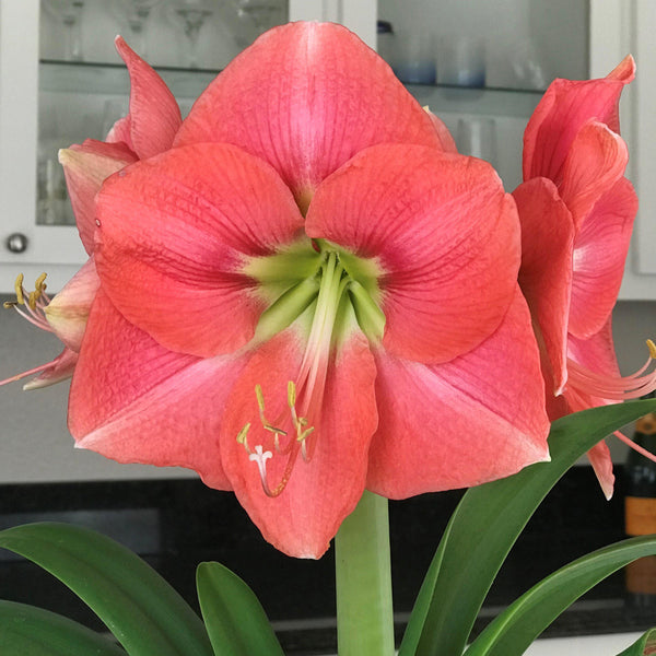 Amaryllis Bulbs for Sale Easy To Grow Bulbs
