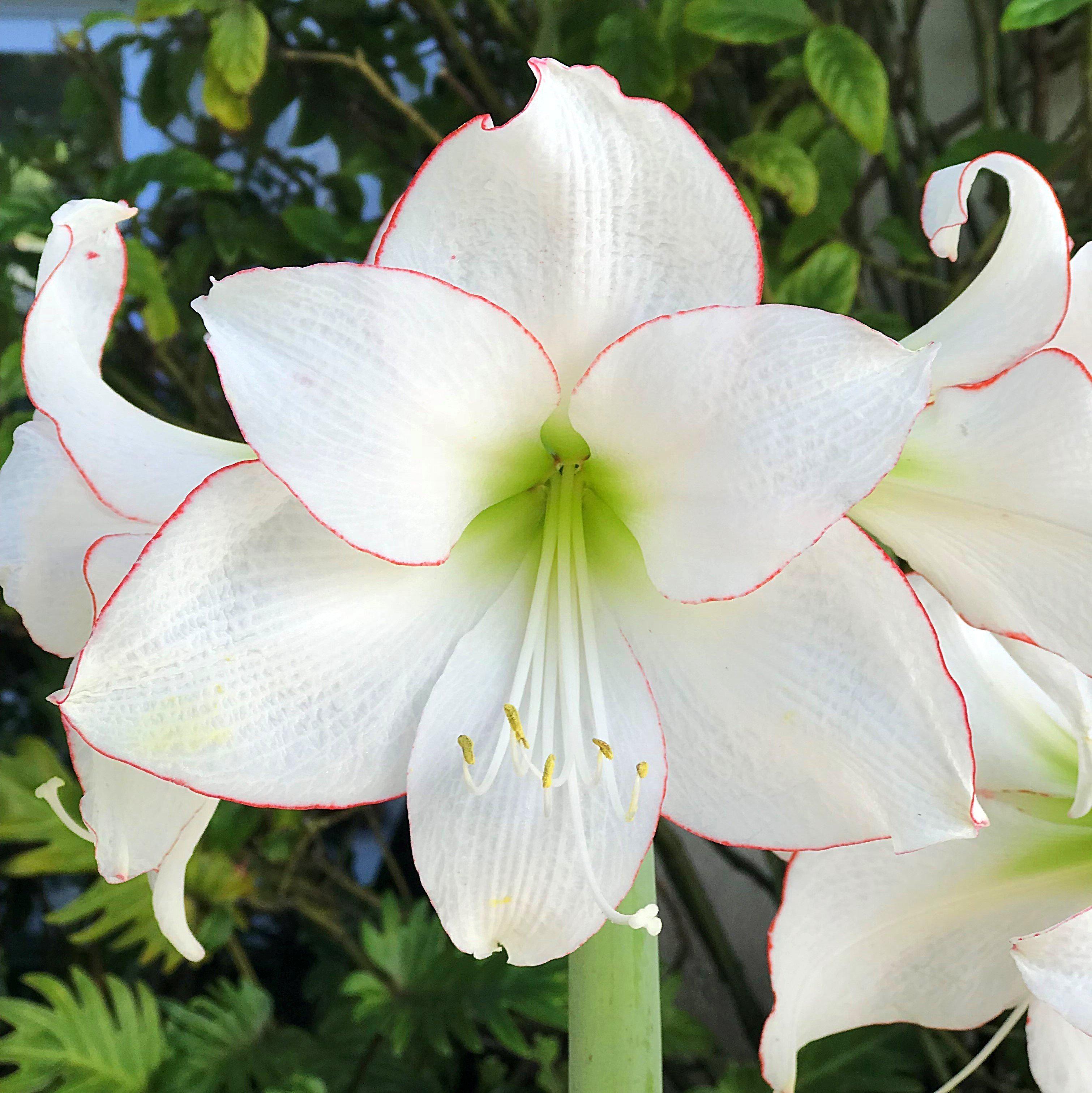 Amaryllis - Picotee - Thumbnail 2