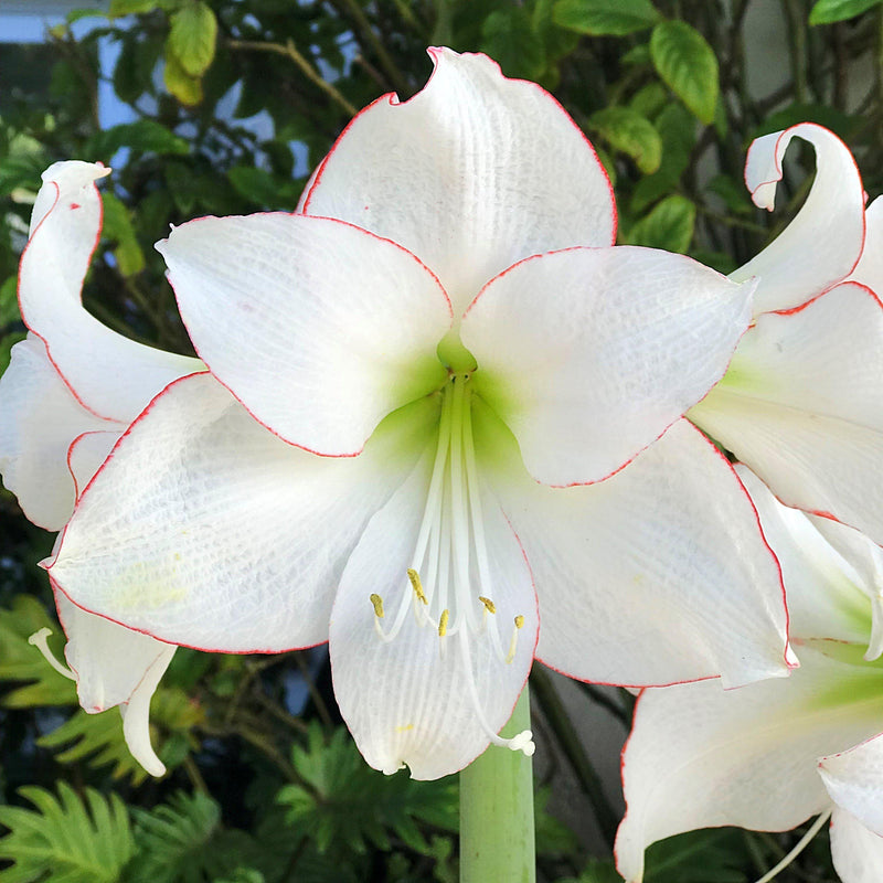 White and Red Flowers of Amaryllis Picotee