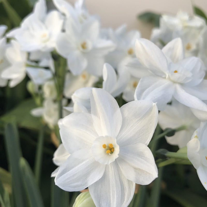 Narcissus - Paperwhite Ariel (17+ cm)