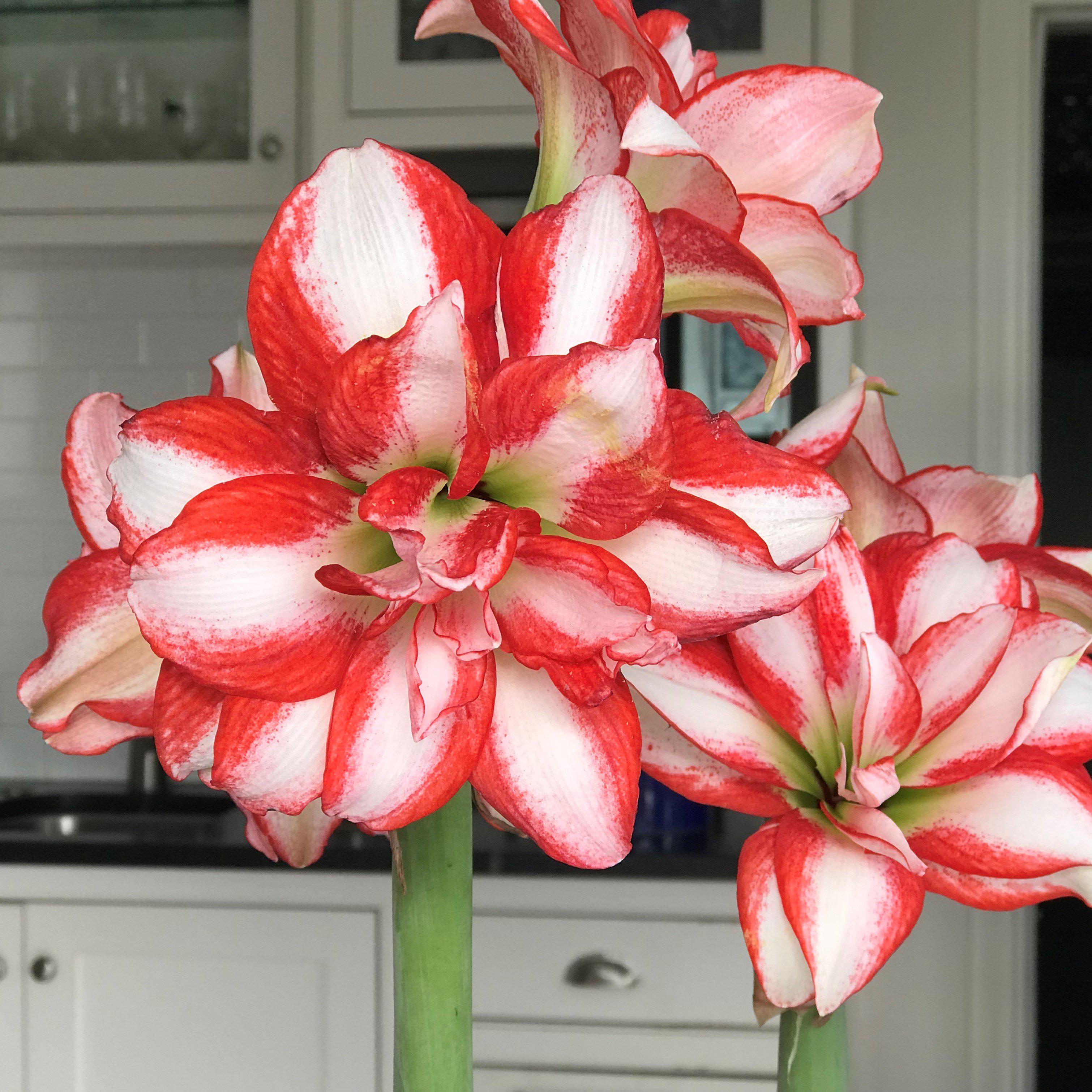 Amaryllis - Exotic Peacock - Thumbnail 3