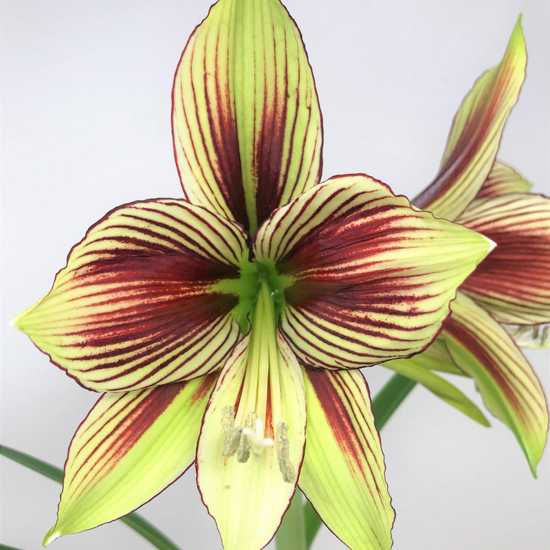 Green and Red Amaryllis Blossom